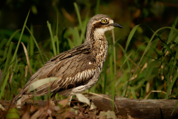 Bush stone-curlew (Burhinus grallarius) an inconspicuous interesting big brown wader bird living in Australian bush. Australia, Brisbane, Queensland, brown bird closeup