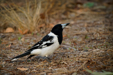 Pied Butcherbird (Cracticus nigrogularis) a colorful black and white bird of Australia. Common in Queensland, perches on a branch and hunts prey on the ground