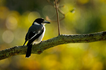 Obraz premium Grey butcherbird (Cracticus torquatus) a common insect eating bird of Australia. Black whote and brown bird oerched on a branch in the forest