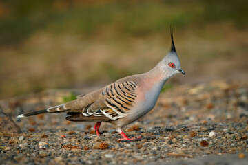 Crested Pigeon (Ocyphaps lophotes) a beautiful common pigeon of Australia. Crested colorful bird walking on the ground in the evening sun