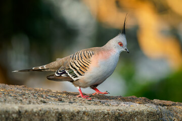 Crested Pigeon (Ocyphaps lophotes) a beautiful common pigeon of Australia. Crested colorful bird walking on the ground in the evening sun - Powered by Adobe