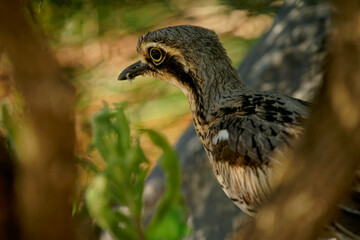 Bush stone-curlew (Burhinus grallarius) an inconspicuous interesting big brown wader bird living in Australian bush. Australia, Brisbane, Queensland, brown bird closeup