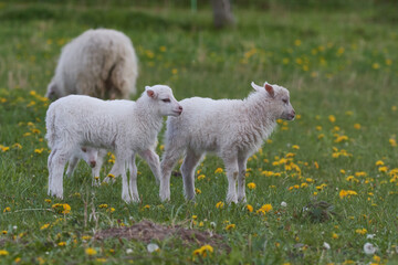 Obraz premium Skudden ,eine alte Haustierrasse 