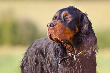 gordon setter portrait