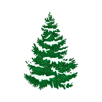 Fluffy spruce. There is snow on the branches. Vector illustration in cartoon style on a white background.