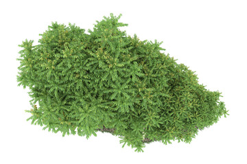 Forest on transparent background. 3d rendering - illustration