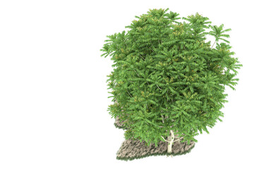 Forest on transparent background. 3d rendering - illustration