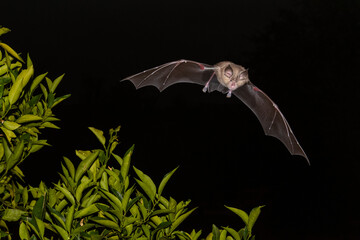 Greater Horseshoe Bat Night Flying