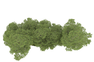 Forest on transparent background. 3d rendering - illustration