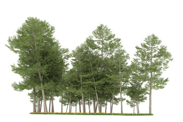 Forest on transparent background. 3d rendering - illustration