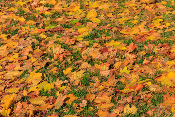 Background of the autumn maple leaves