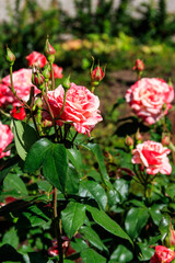 Beautiful pink roses on flower bed in a garden