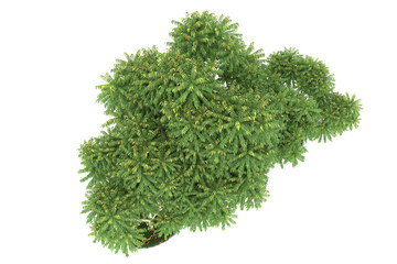 Forest on transparent background. 3d rendering - illustration