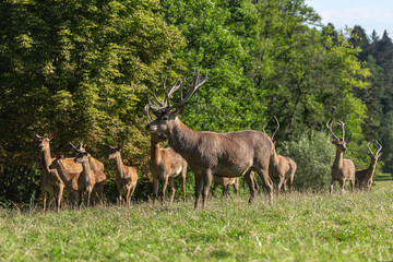 Naklejka na ściany i meble Portrait of a red deer family on a pasture in summer outdoors, cervus elaphus