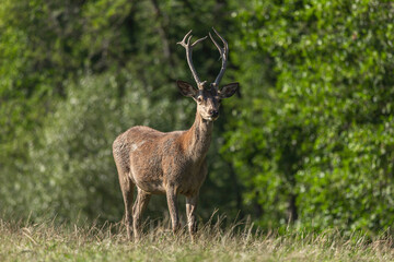 Portrait of a red deer family on a pasture in summer outdoors, cervus elaphus