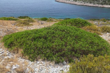 Pistacia lentiscus evergreen shrub - obrazy, fototapety, plakaty