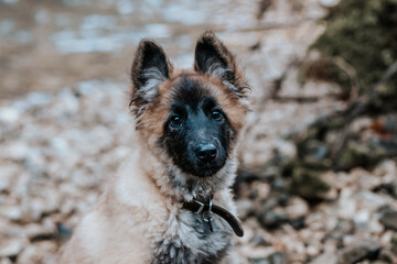 Berger belge Tervuren