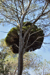 copa de arbol