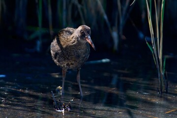 Water rail on the west coast in Sweden - 525035887