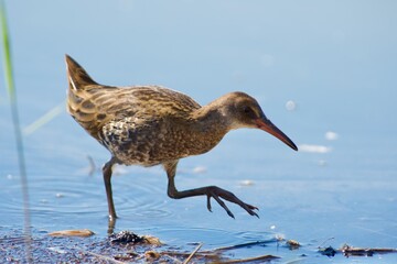 Water rail on the west coast in Sweden - 525035895
