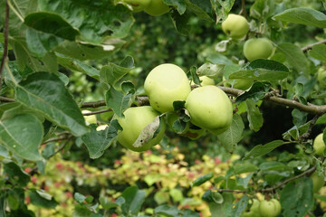 Netherlands. Vegetable food farm; green apples