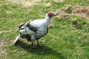 Netherlands. Vegetable food farm; turkey