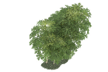 Forest on transparent background. 3d rendering - illustration