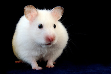 Hamster white pet favorite of children