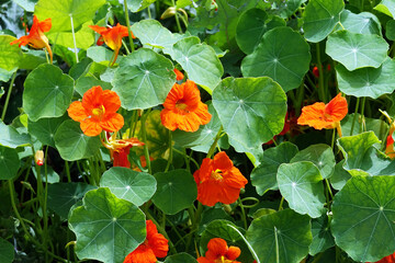 Netherlands. Vegetable food farm; orange plant