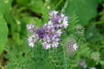 Netherlands. Vegetable food farm; herb