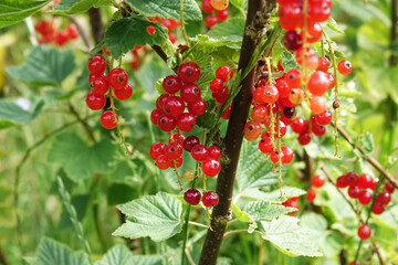 Netherlands. Vegetable food farm; red berries