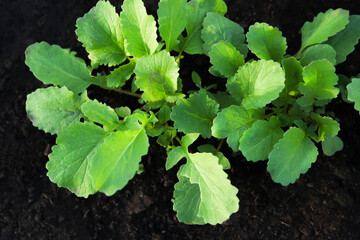 Green leaves of a young radish in a greenhouse top view.