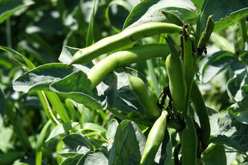 Netherlands. Vegetable food farm; beans