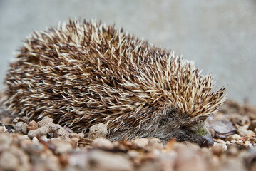 Hedgehog portrait, European Hedgehog on stone background, Erinaceus Europaeus
