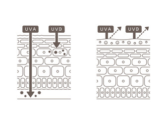 肌構造のイラスト 皮膚への紫外線のダメージとUVケア