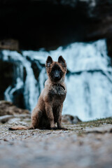 Berger belge Tervuren