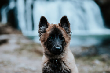 Berger belge Tervuren