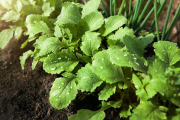 Fresh vegetables - onions and radishes grow in a greenhouse in the garden. The concept of organic gardening.