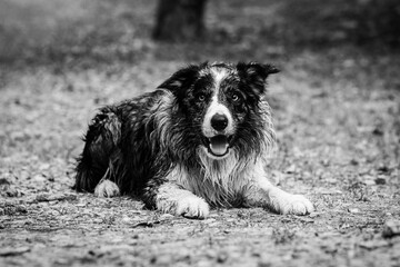 Border collie