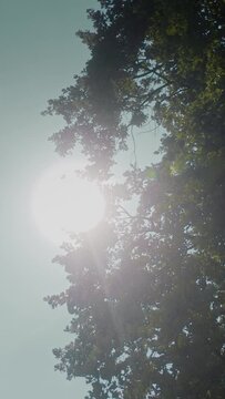Sun rays shining through tree leafs
