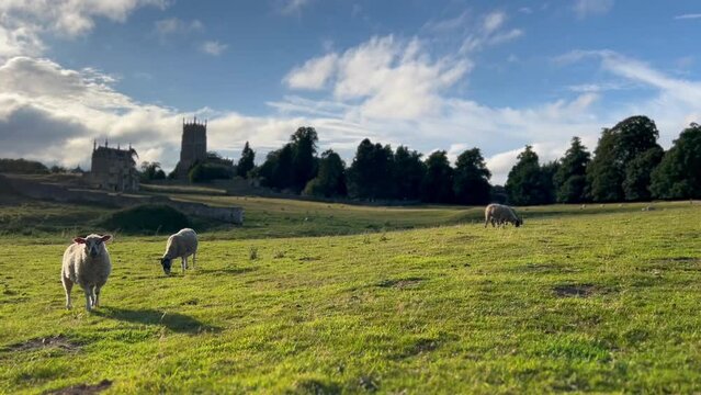 Cotswold sheep near Chipping Campden with St James church and Banqueting House in background - England