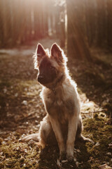 Berger belge Tervuren