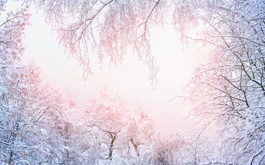 Fototapeta na wymiar Beautiful atmospheric winter background image of tree crowns covered with frost in the pinkish light of the passing day. Winter natural frame.