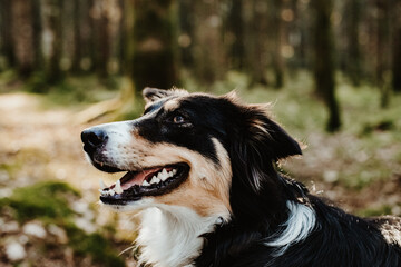 Border collie