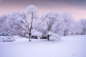 Beautiful natural landscape of city park in winter with fluffy deciduous trees covered with hoarfrost and snow caps at sunset in lilac and pink tones.