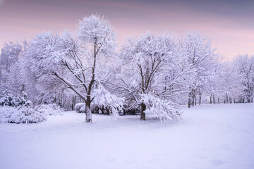 Beautiful natural landscape of city park in winter with fluffy deciduous trees covered with...
