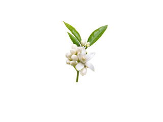 Neroli brunch with white fragrant flowers, buds and leaves isolated transparent png. Orange tree blossom.