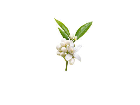 Neroli brunch with white fragrant flowers, buds and leaves isolated transparent png. Orange tree blossom.