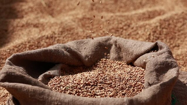wheat grains are falling on pile in bindle bag after agricultural activity. Harvest time. Grain elevator, agrarian facility complex designed to stockpile or store grain.
