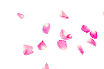 Petal of pink rose where it dances freely. Valentine background. Red pink petals falling